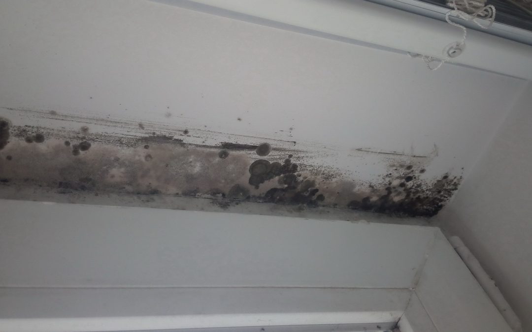 Dealing With Black Mold in Your Champaign County Home