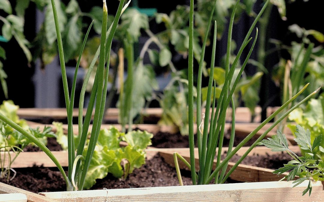 Tips for a Successful Urban Garden in Champaign